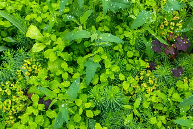 自然の背景-雨の間にさまざまな草が茂った植物のある牧草地がクローズアップ