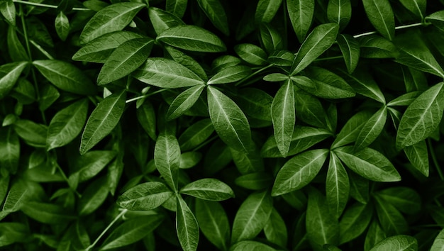 Фото Естественный фон зеленых листьев селективная фокусировка