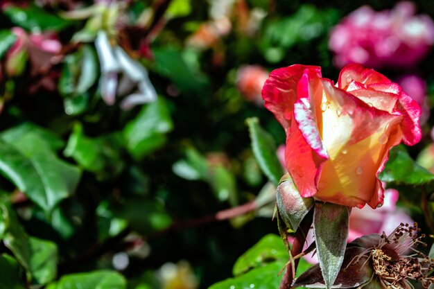 Natural background, photo of a live flowering rose bush with pink flowers