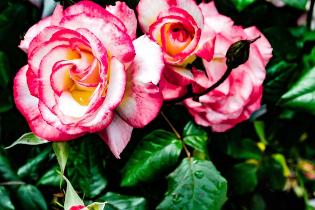 Natural background, photo of a live flowering rose bush with pink flowers