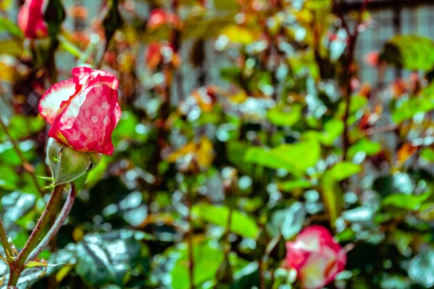 自然な背景、ピンクの花と生きている開花バラの茂みの写真