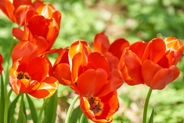 Natural background of spring blooming flowers. Field of red tulips.