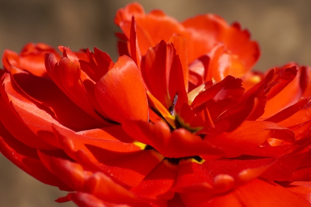 Natural background of spring blooming flowers. Field of red tulips.