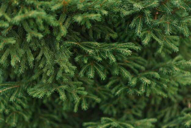 Natural background Spruce needles closeup