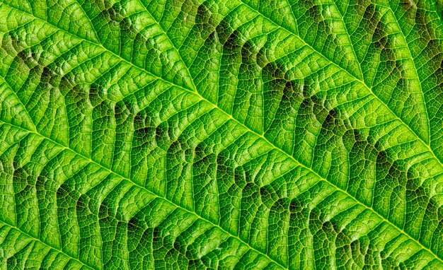 Natural background or texture, green raspberry leaf, close-up.