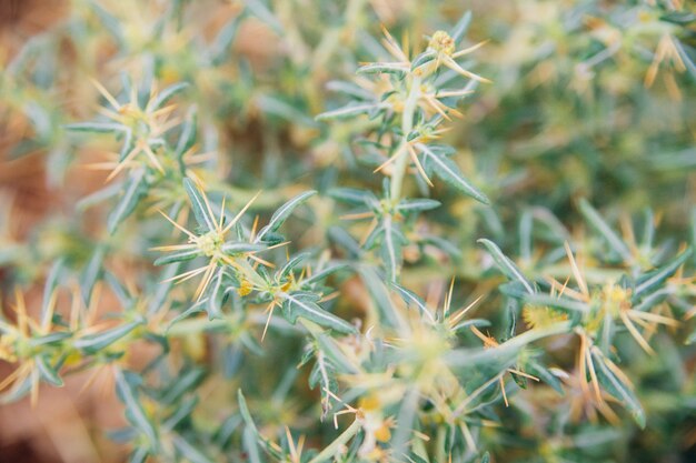 自然な背景と質感。植物はとげで覆われています。野生の花。ドライフラワーまたはサボテン。