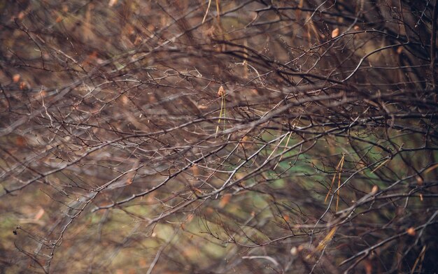 Natural background, thin branches, twigs, Blurring in the background. Autumn season.