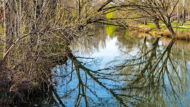 물에 나뭇가지 반사의 자연 배경