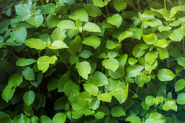 Natural background wall of green fresh leaves