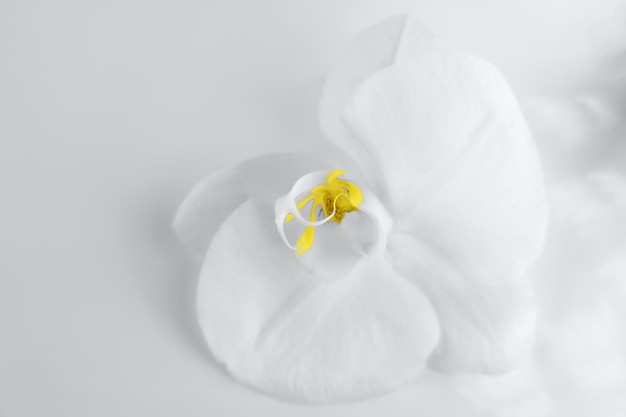 Natural background of white orchid flower toned in trendy yellow and grey colors