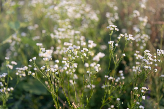 Sfondo naturale con erba autunnale. scena con erba selvatica su una luce solare su sfondo naturale sfocato. immagine flou