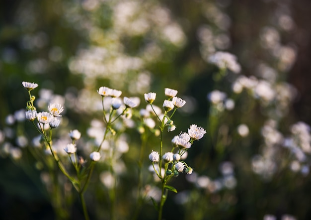 秋の草と自然な背景。ぼやけた自然の背景に太陽の光で野草のあるシーン。ソフトフォーカス画像