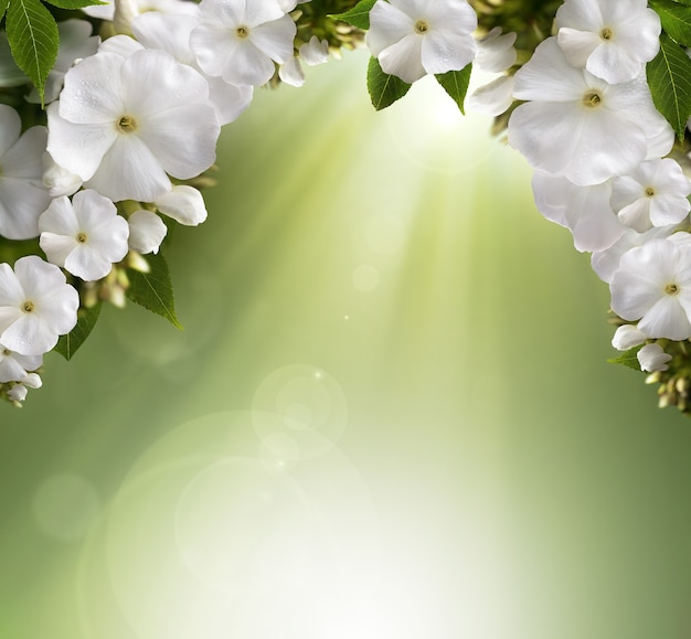 Natural background with beautiful white flowers