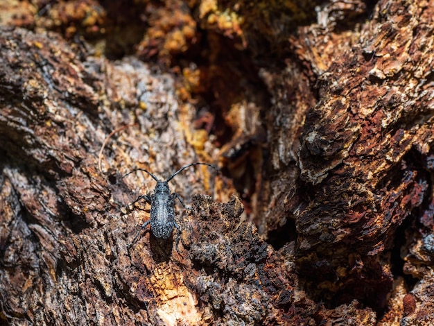 Natural background with a beetle large black barbel beetle\
crawls along the brown bark of a tree in the forest close up copy\
space