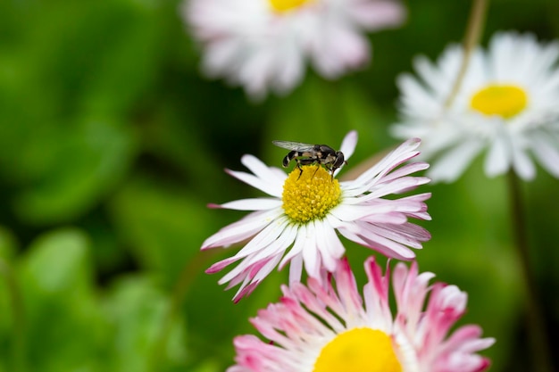 꽃이 만발한 데이지 bellis perennis 소프트 포커스와 자연 배경