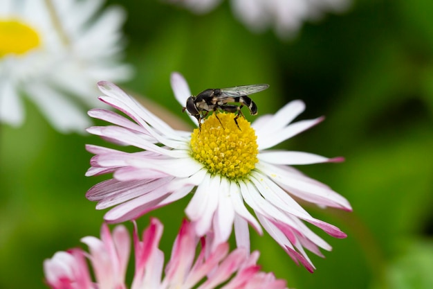 Natural background with blossoming daisies bellis perennis Soft focus