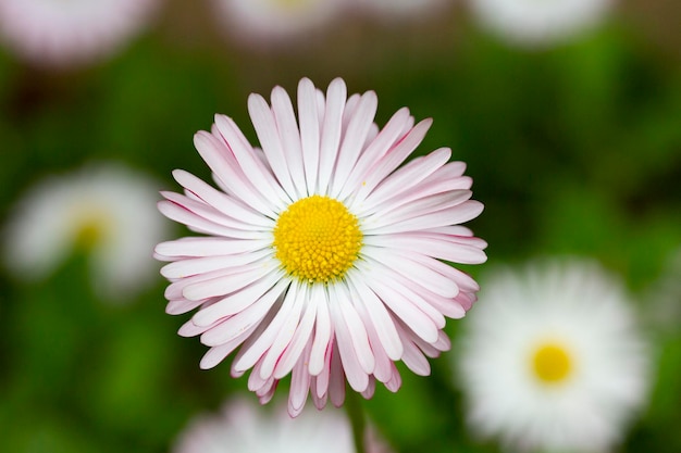 꽃이 만발한 데이지 bellis perennis 소프트 포커스와 자연 배경