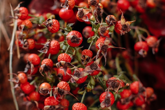 밝은 빨간색 마른 장미 엉덩이가 있는 자연 배경 수확과 추수감사절 정물