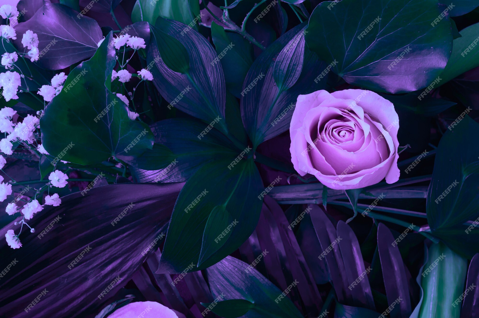 Hình nền lá màu tím - Màu tím đang trở thành xu hướng khiến bức hình thêm phần thu hút. Với hình nền lá màu tím, bạn sẽ cảm nhận được sự thanh lịch cùng với sự độc đáo của bức ảnh. Hãy cùng khám phá và khám phá thêm không gian hoàn toàn mới mẻ. Translation: Purple leaves background - Purple is becoming a trend that makes the picture more attractive. With a purple leaves background, you will feel the elegance and uniqueness of the picture. Let\'s explore and discover a completely new space.
