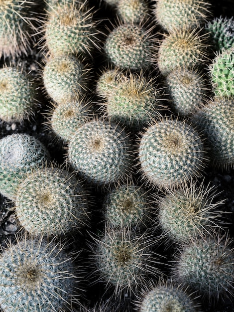 Natural background with a desert kind of cactuses grows in a warm house