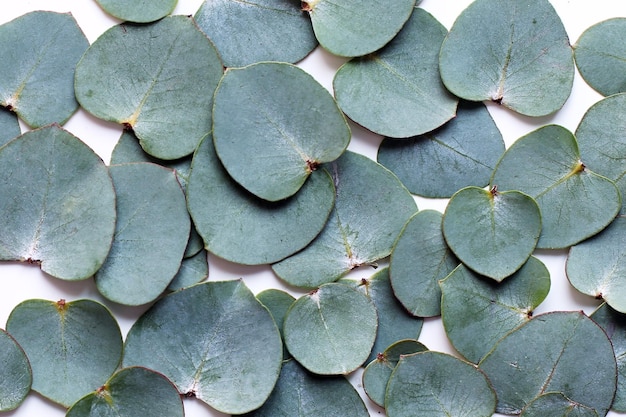 Natural background with eucalyptus leaves top view Fat lay