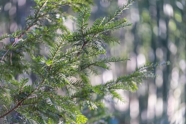 Natural background with fir branches on blurred background with bokeh