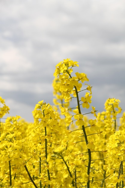 Natural background with flowers