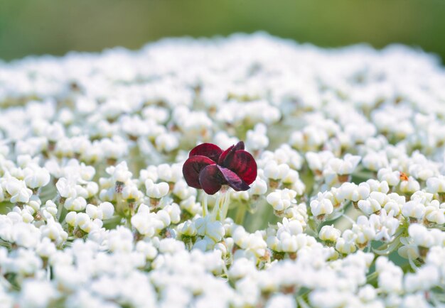 Foto sfondo naturale con fiori