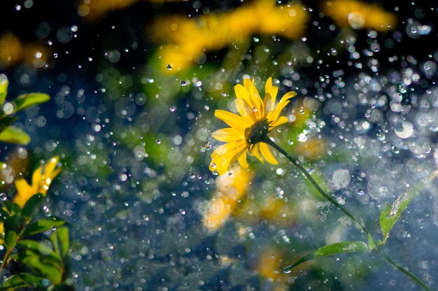 Photo natural background with flowers