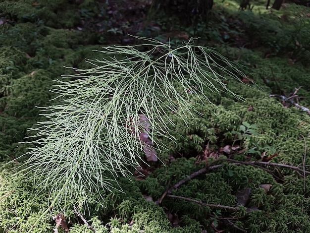 Foto sfondo naturale con erba muschio fresca e ramoscelli. concetto di sfondo, natura.