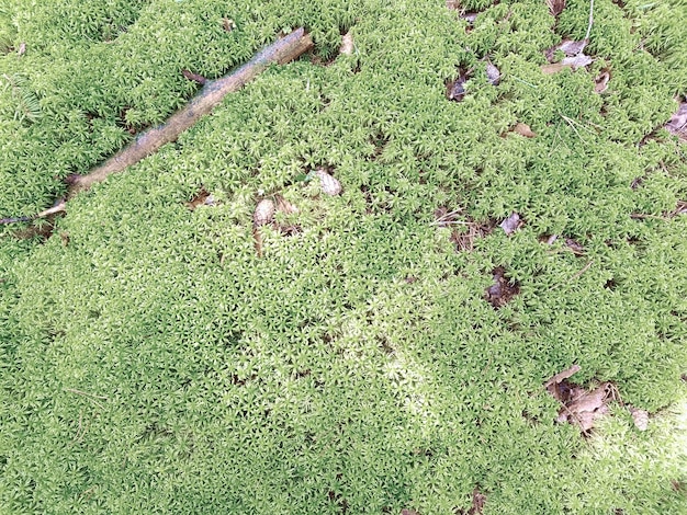 Natural background with fresh moss and twigs. Background concept, nature.