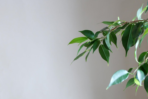 Natural background with green ficus leaves