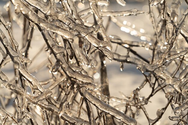 Natural background with ice crystals on plants