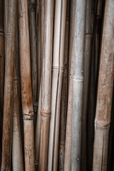 Sfondo naturale con un sacco di bastoncini di bambù. il concetto di uno sfondo di piante naturali.