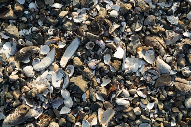 Natural background with lots of seashells