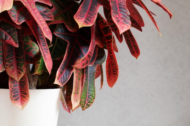 Natural background with red leaves croton closeup home plant