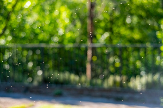 Foto sfondo naturale con uno sciame di zanzare di insetti che volano sullo sfondo verde naturale