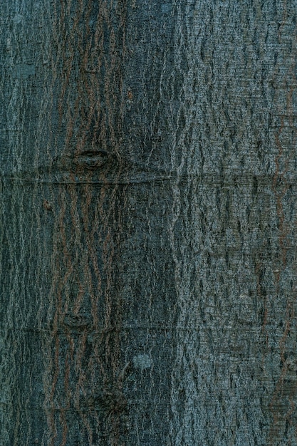 本物の木の樹皮の質感を持つ自然の背景