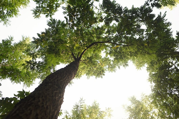 Natural background with tree in a contrapposto plane and copy space