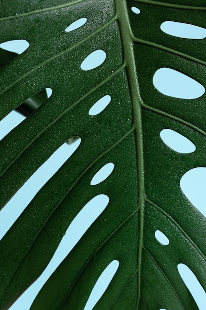 Natural background with tropical monstera leaf close up.