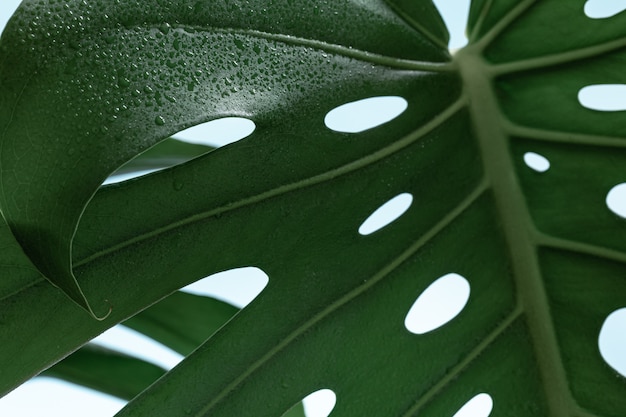 Natural background with tropical monstera leaf close up.