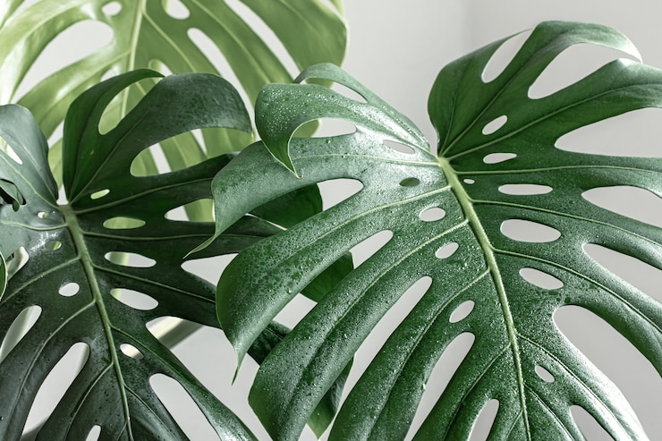 Photo natural background with tropical monstera leaves in daylight.