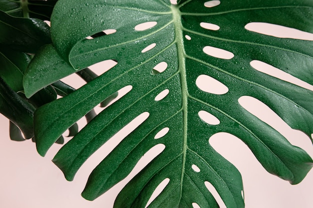 Natural background with tropical monstera leaves on pink background.