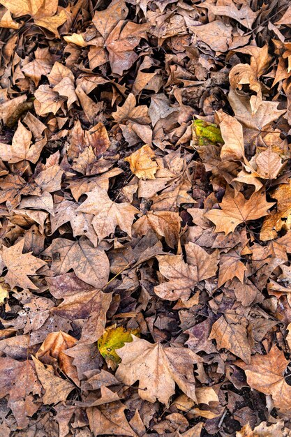 Natural background in the woods