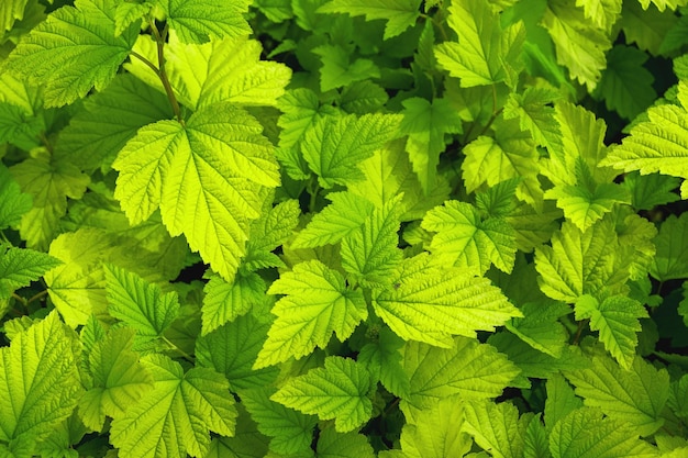 Natural background of yellowgreen leaves