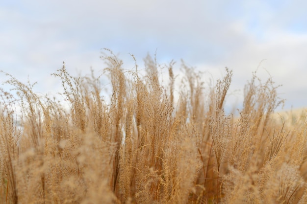 Natural backgroundDry reed Minimal stylish trend concept