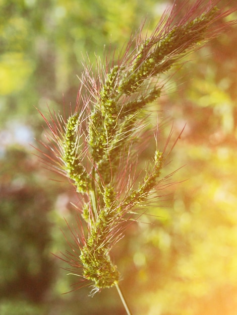 Фото Поле естественного баннера с вертикальной рамкой ушей, снимок селективного фокуса колосьев пшеницы на фоне заката