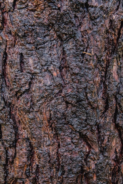 Natural bark trunk surface