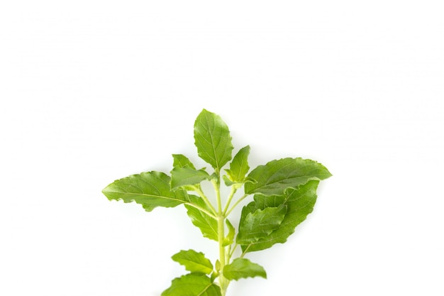 Natural basil leaves