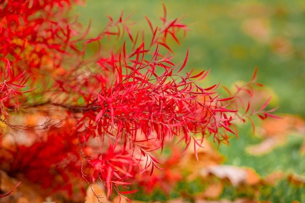 Natural beautiful background leaves of a red bush